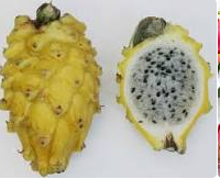 Yellow Pitahaya